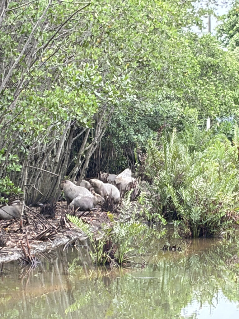 Rio Além das Manchetes: O Presente de Redescobrir Minha Cidade em 2026 com Amigas Estrangeiras 🌴 3 Capivaras na Lagoa Rodrigo de Freitas