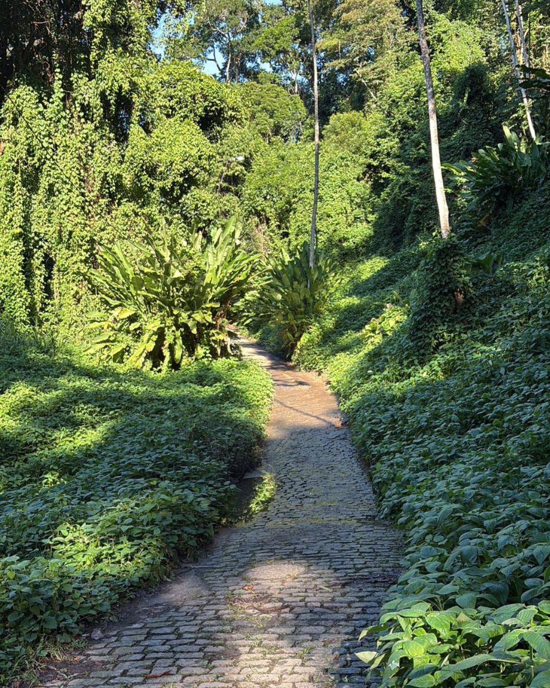 Caminhada em Trilha no Rio de Janeiro para Mulheres 40+ 9 Caminhada na trilha dos primatas para mulheres 40+