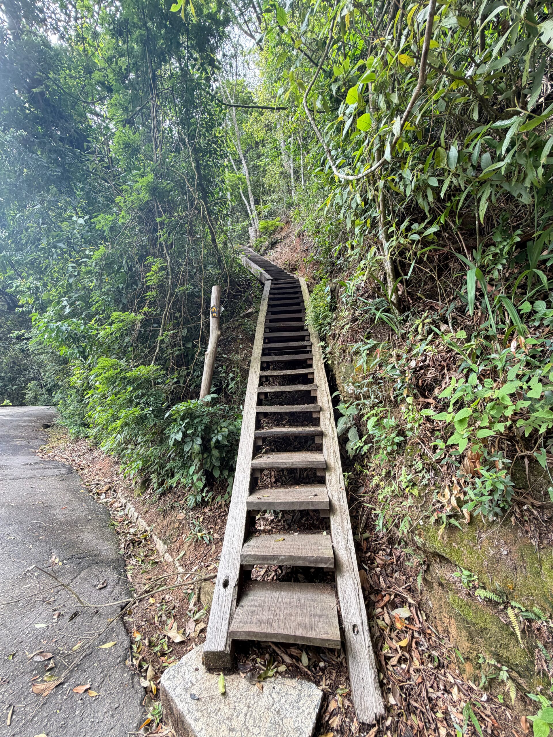 Floresta da Tijuca: 1 Portal Natural no Meio do Rio de Janeiro 5 Trilhas do Rio de janeiro