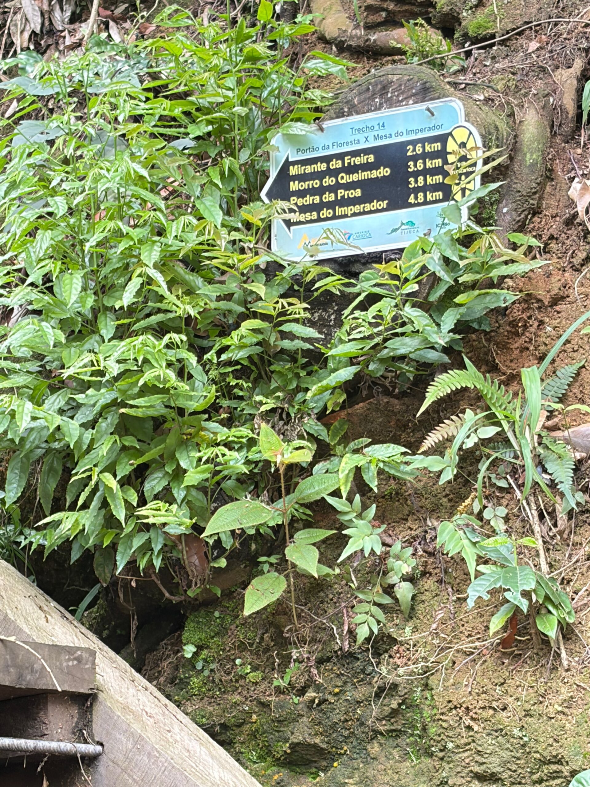Floresta da Tijuca: 1 Portal Natural no Meio do Rio de Janeiro 6 Trilhas do Rio de janeiro