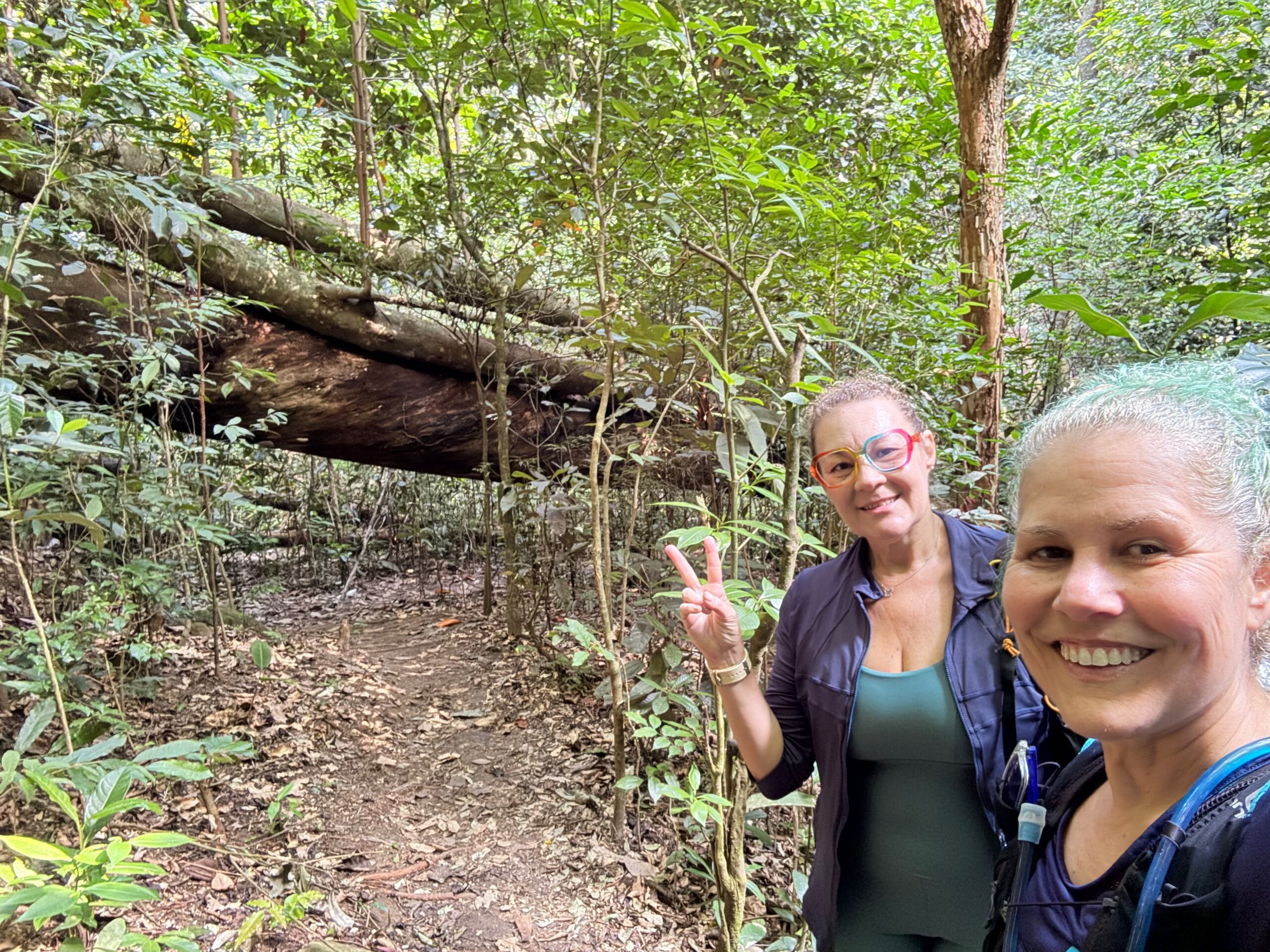 Floresta da Tijuca: 1 Portal Natural no Meio do Rio de Janeiro 1 Trilhas no Rio de Janeiro