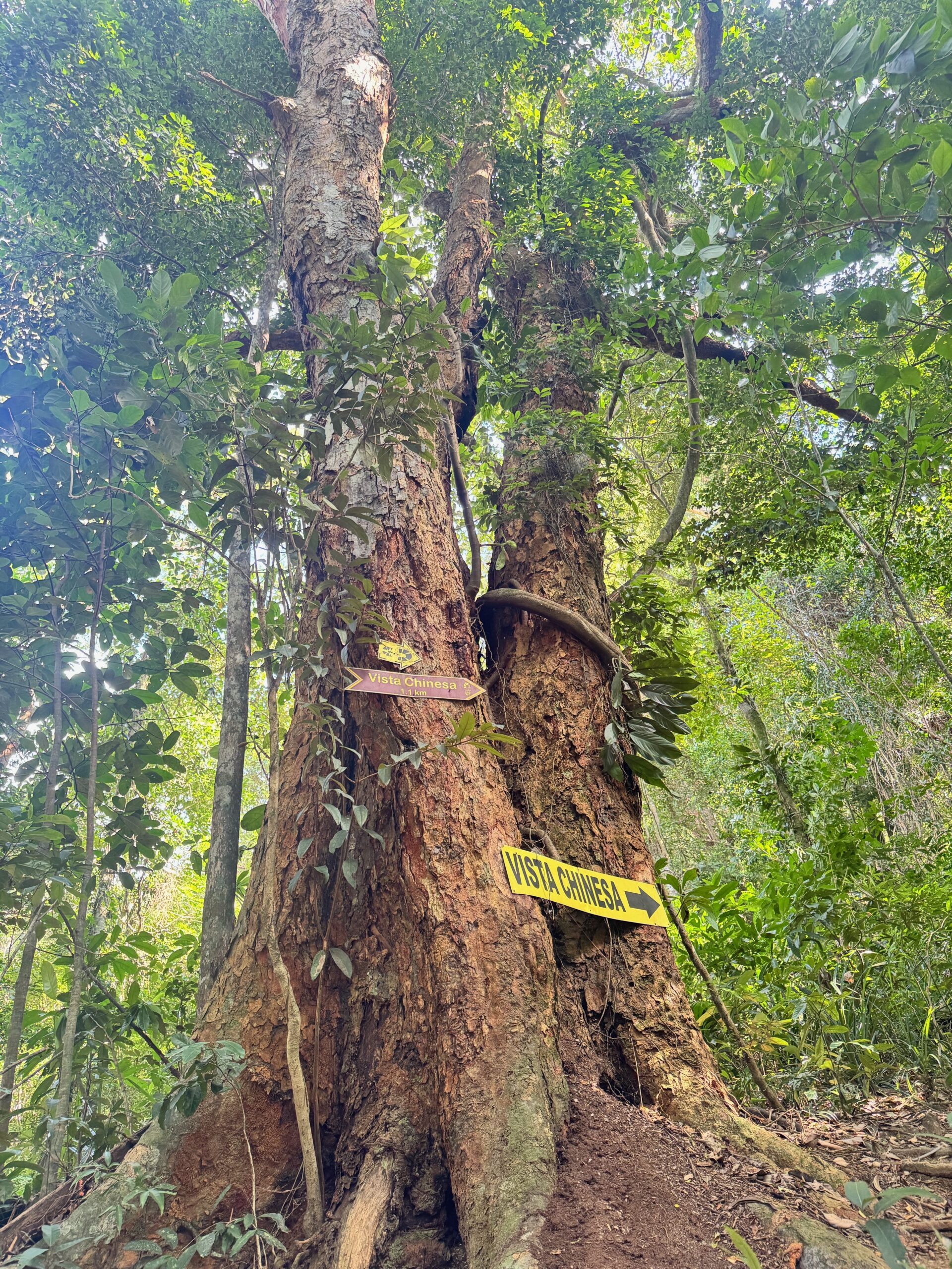 Floresta da Tijuca: 1 Portal Natural no Meio do Rio de Janeiro 4 Trilhas do Rio de janeiro
